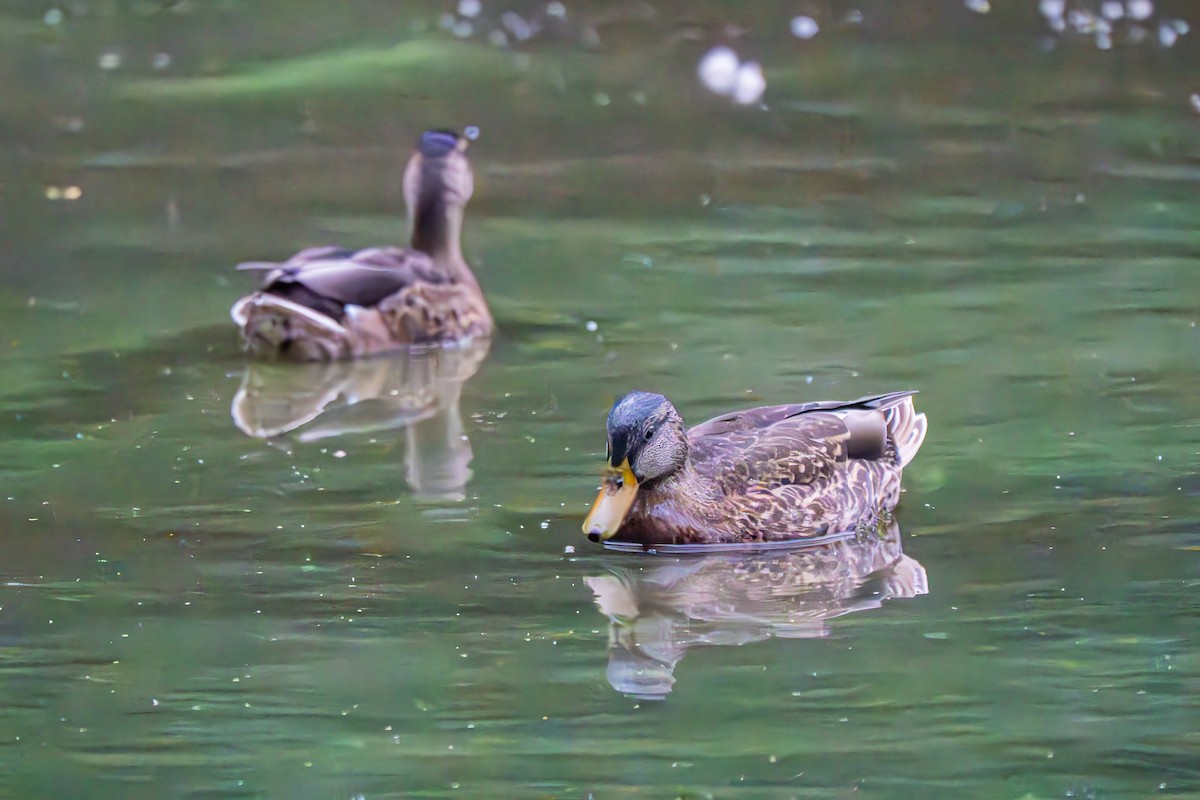 Canard colvert - ML640557785