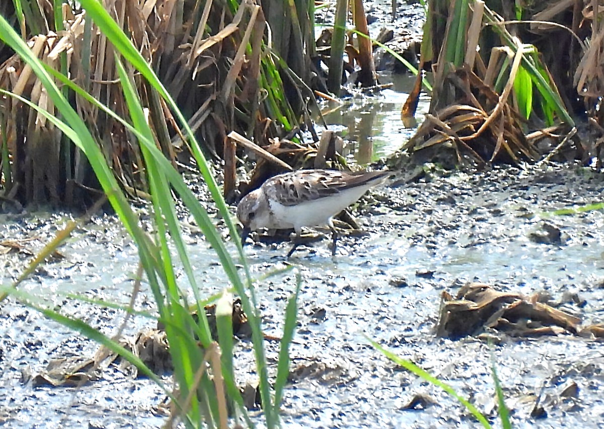 Bécasseau à col roux - ML640557815