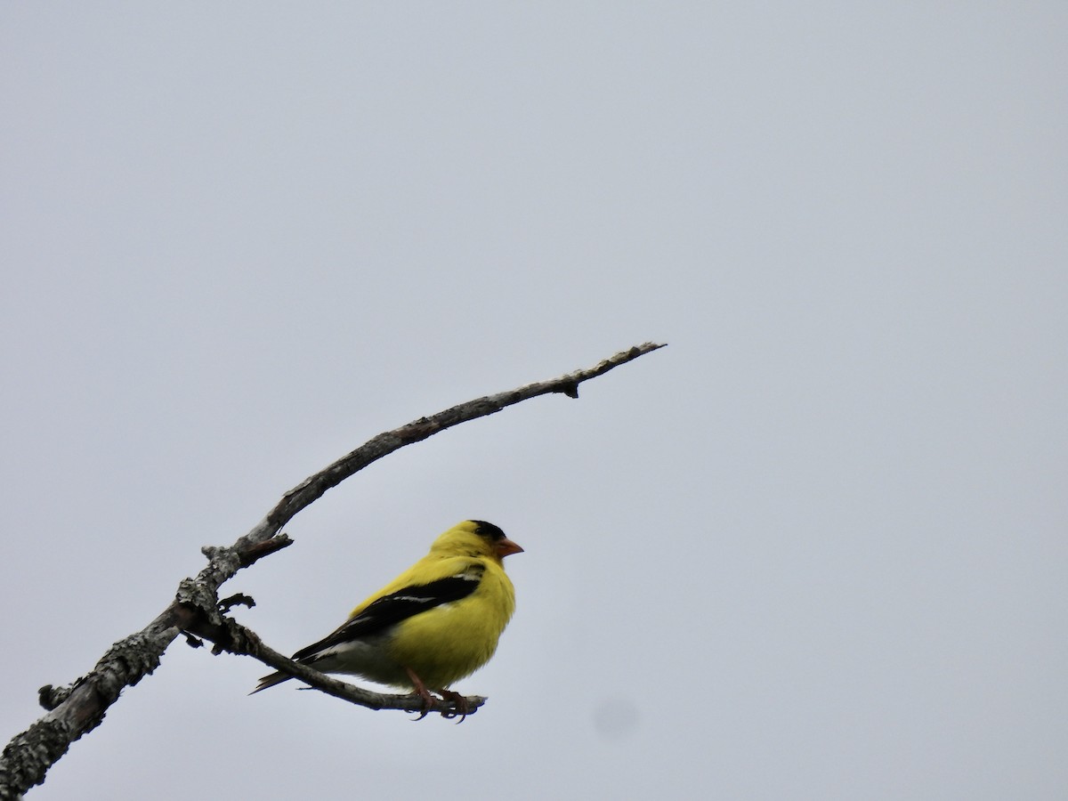 Chardonneret jaune - ML640557821