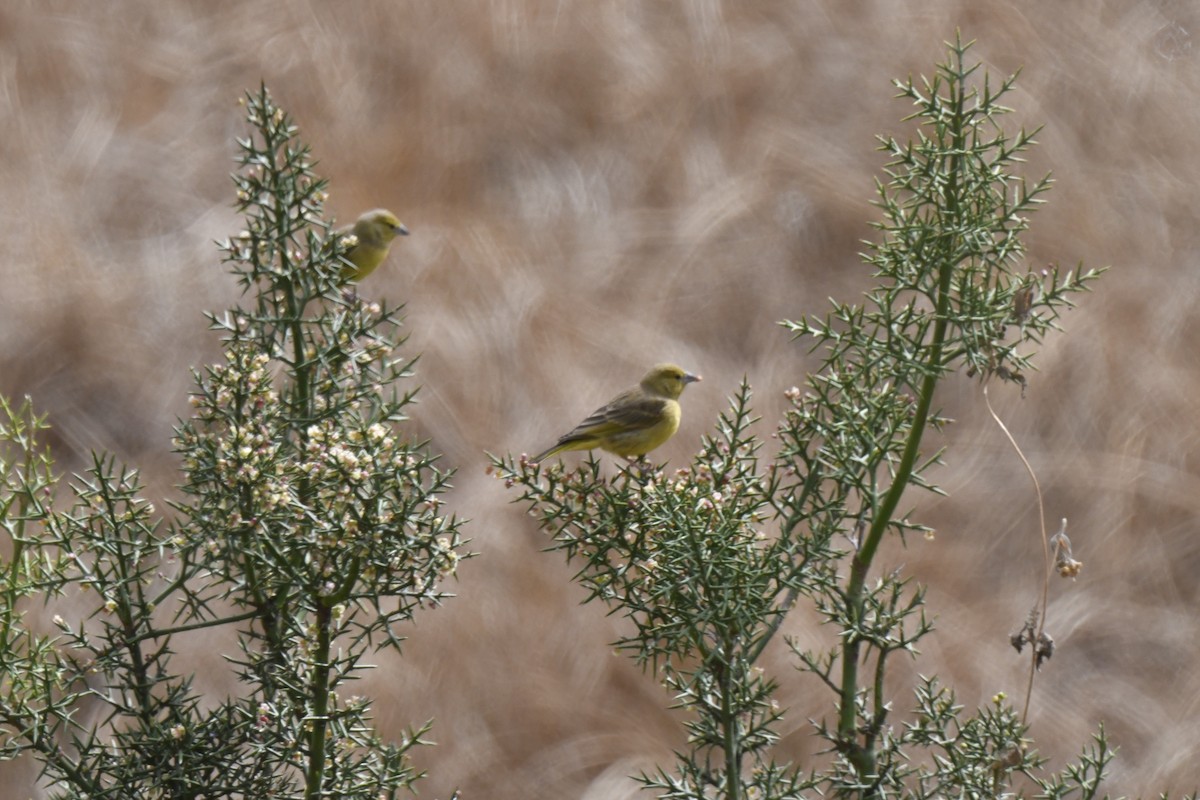 Greenish Yellow-Finch - ML640557933