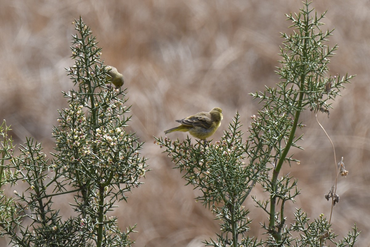 Greenish Yellow-Finch - ML640557934