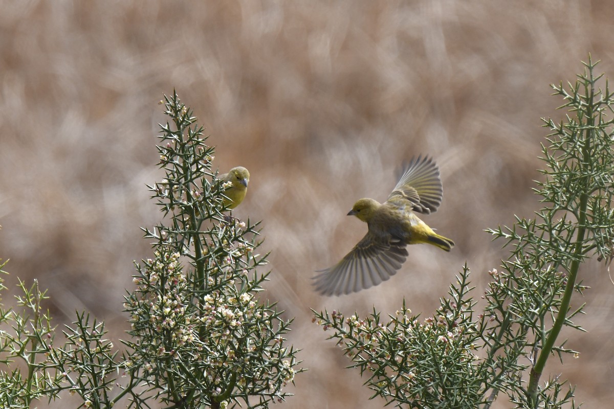 Greenish Yellow-Finch - ML640557943