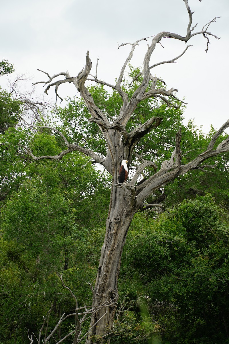 svartstork - ML640557961
