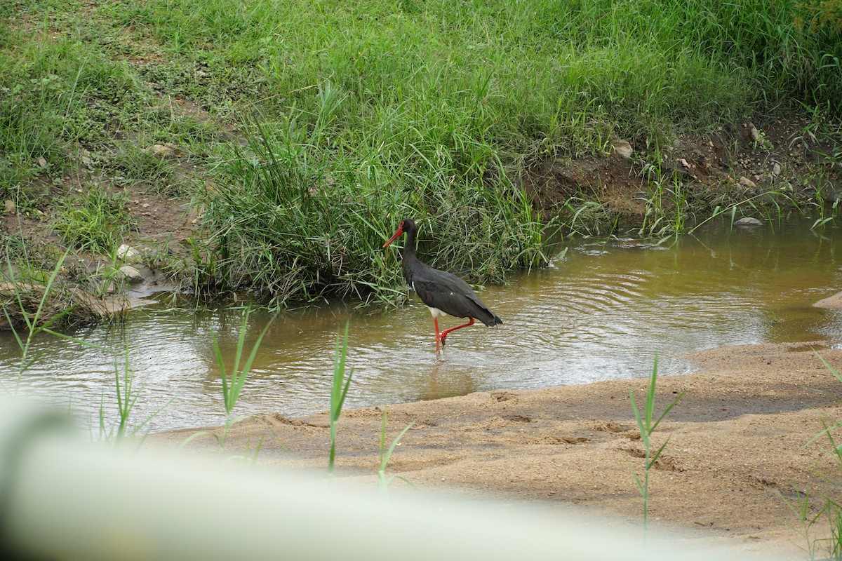 svartstork - ML640557962