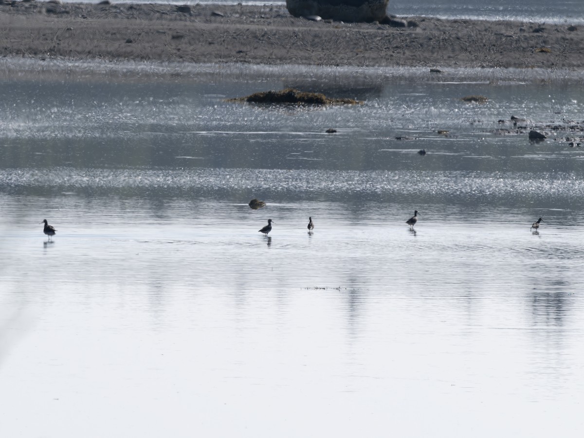 plystresnipe - ML640557993