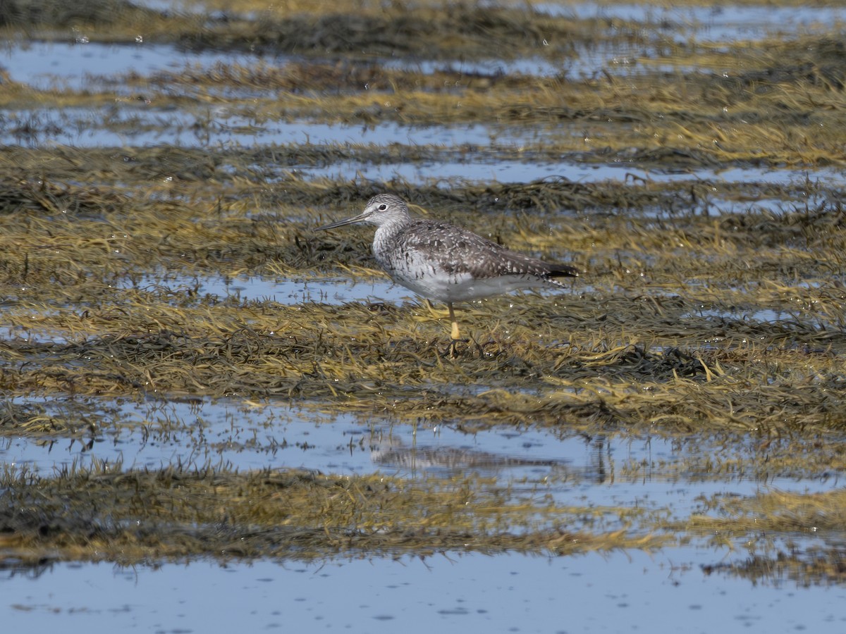 plystresnipe - ML640557994