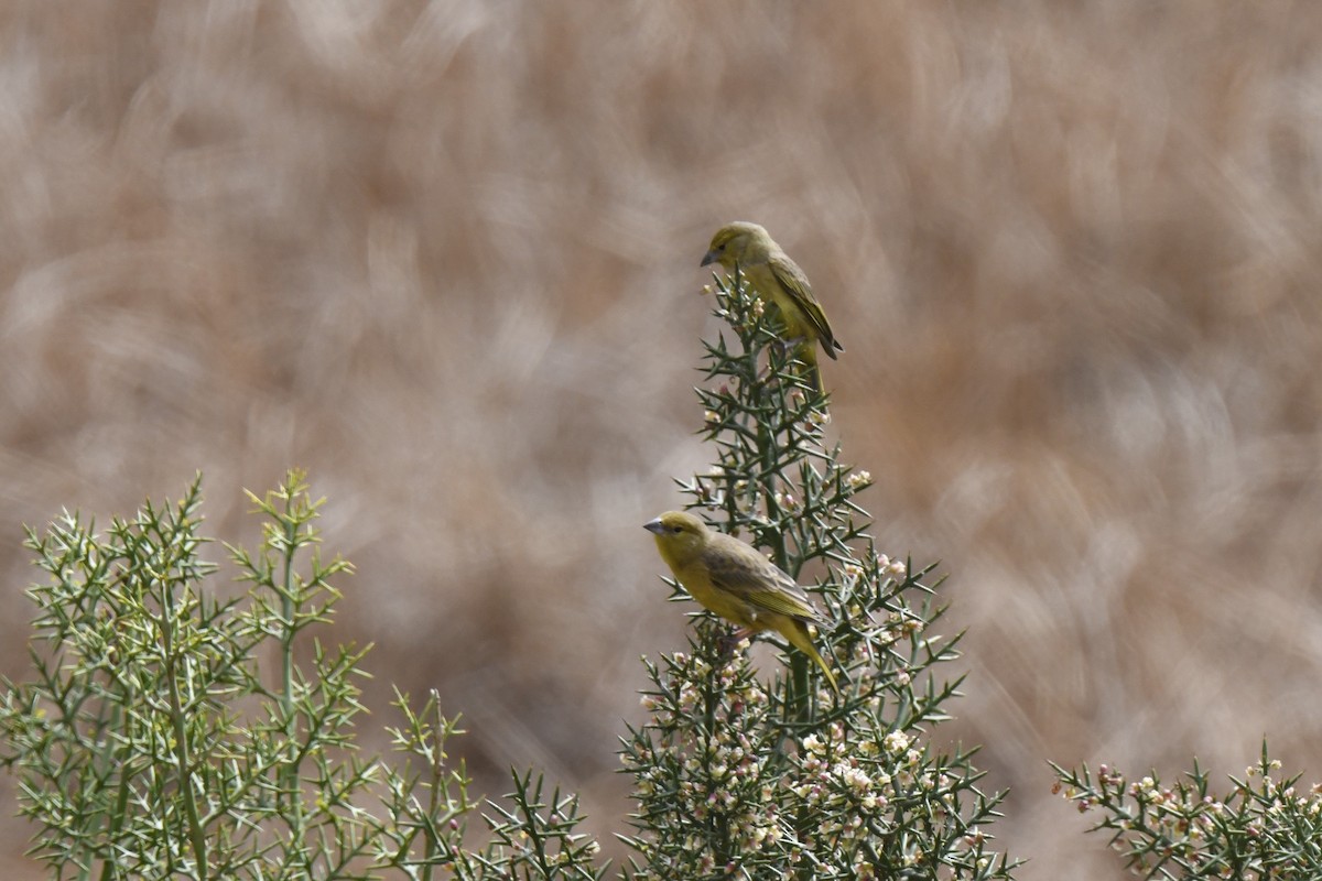 Greenish Yellow-Finch - ML640558030