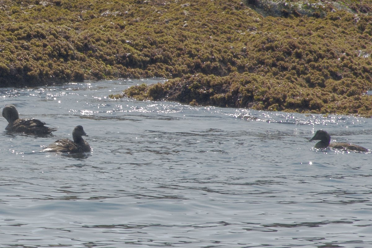 Common Eider - ML640558033