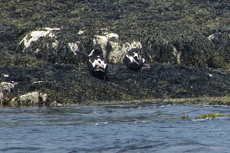 Common Eider - ML640558034