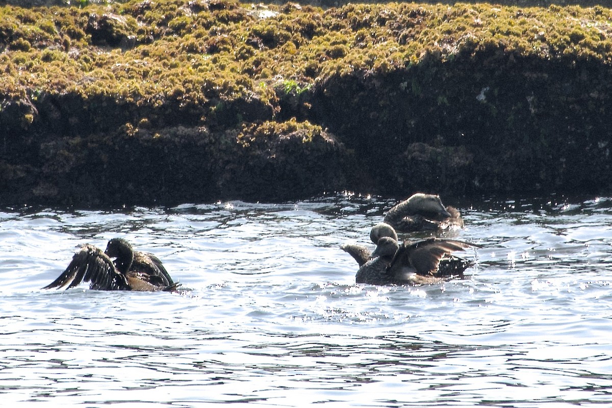 Common Eider - ML640558035