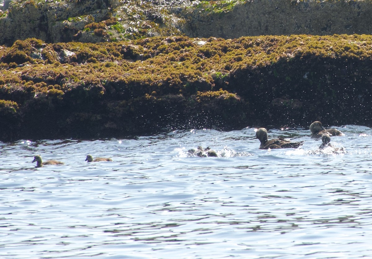 Common Eider - ML640558036