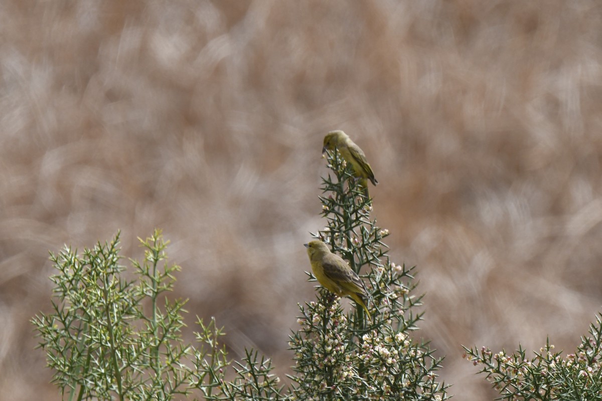Greenish Yellow-Finch - ML640558040