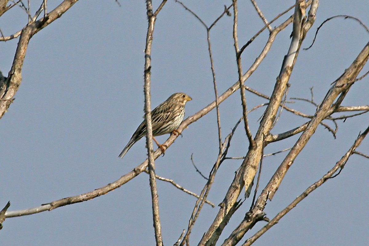 Corn Bunting - ML640558052
