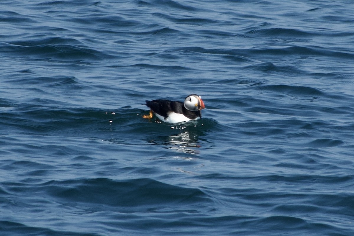 Atlantic Puffin - ML640558088