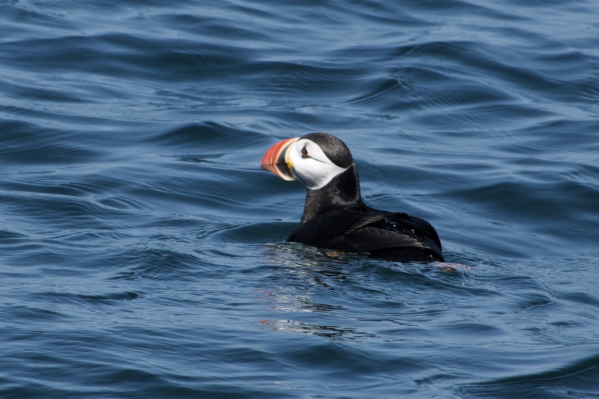 Atlantic Puffin - ML640558089