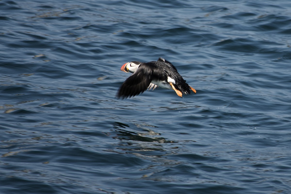 Atlantic Puffin - ML640558090
