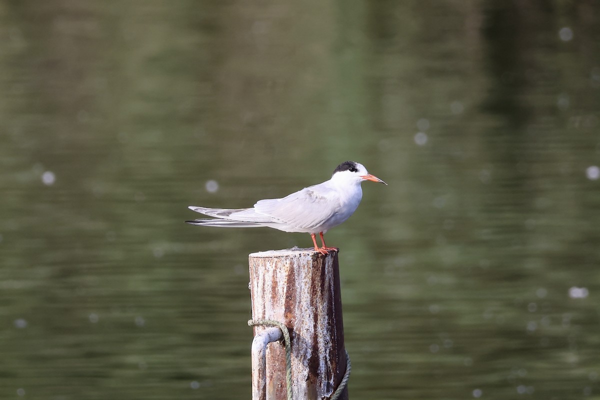 Эгэл хараалай - ML640558093