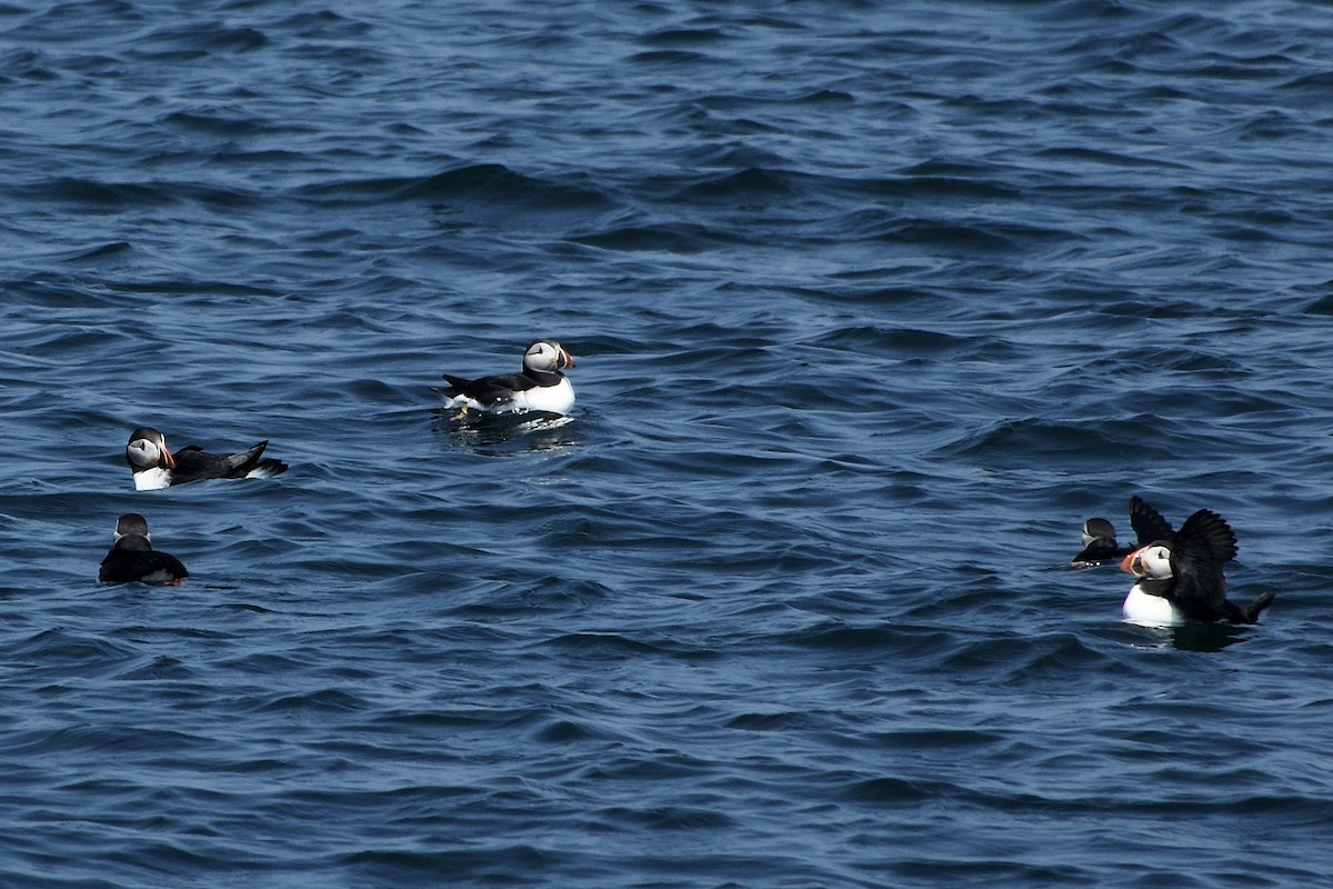 Atlantic Puffin - ML640558126