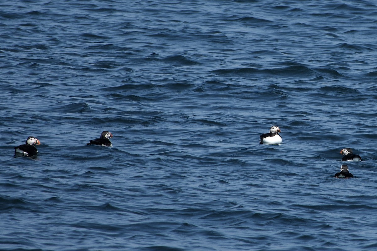 Atlantic Puffin - ML640558127