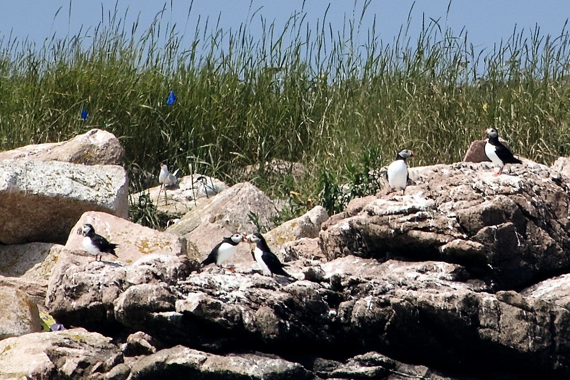Atlantic Puffin - ML640558183