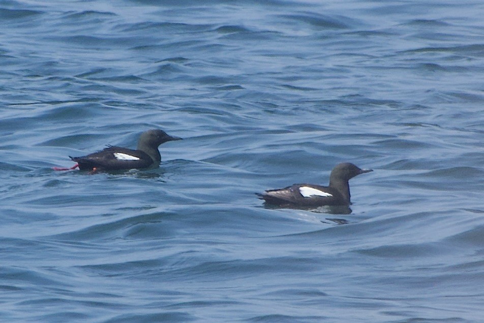 Black Guillemot - ML640558195
