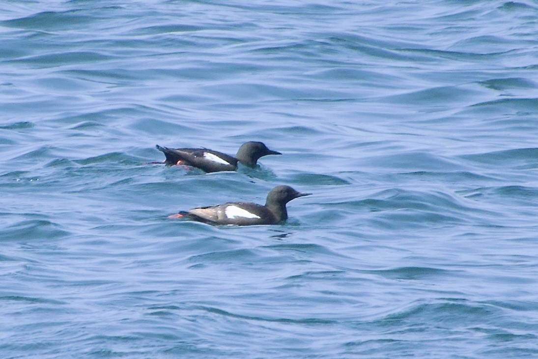 Black Guillemot - ML640558196
