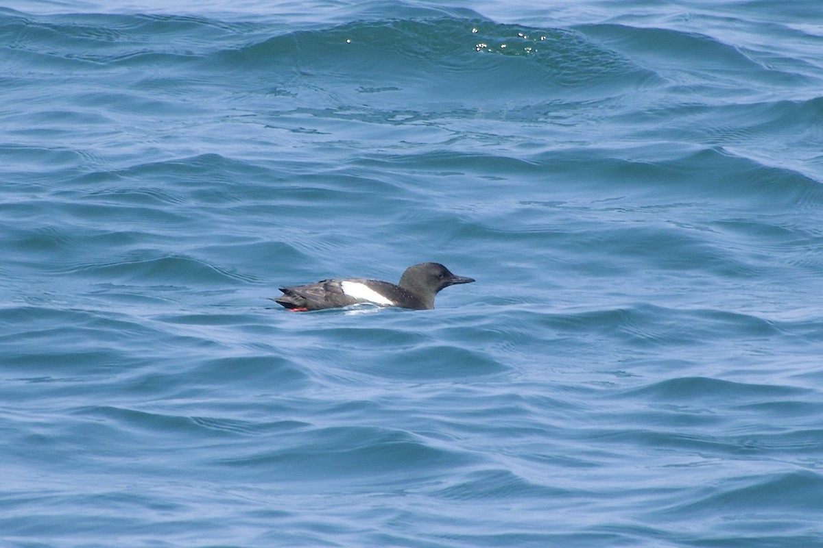 Black Guillemot - ML640558197