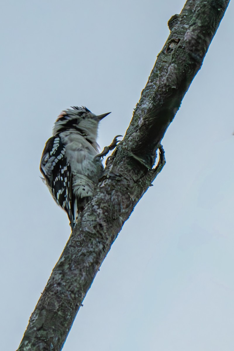 Downy Woodpecker (Eastern) - ML640558224