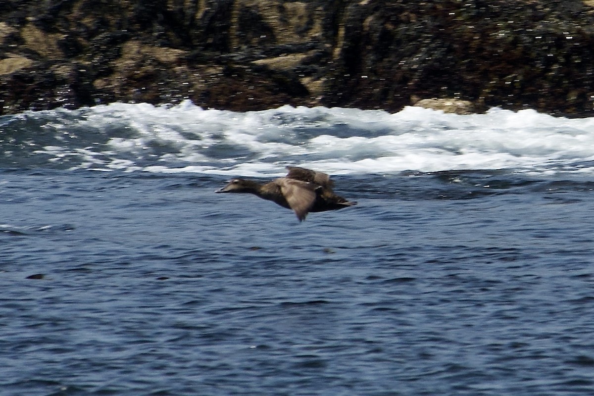 Common Eider - ML640558260