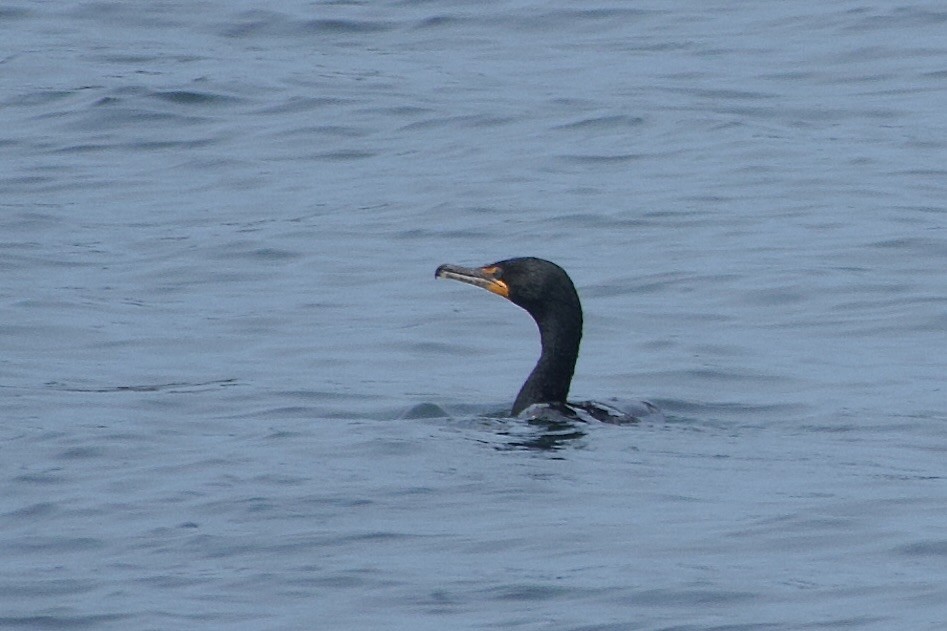 Double-crested Cormorant - ML640558275