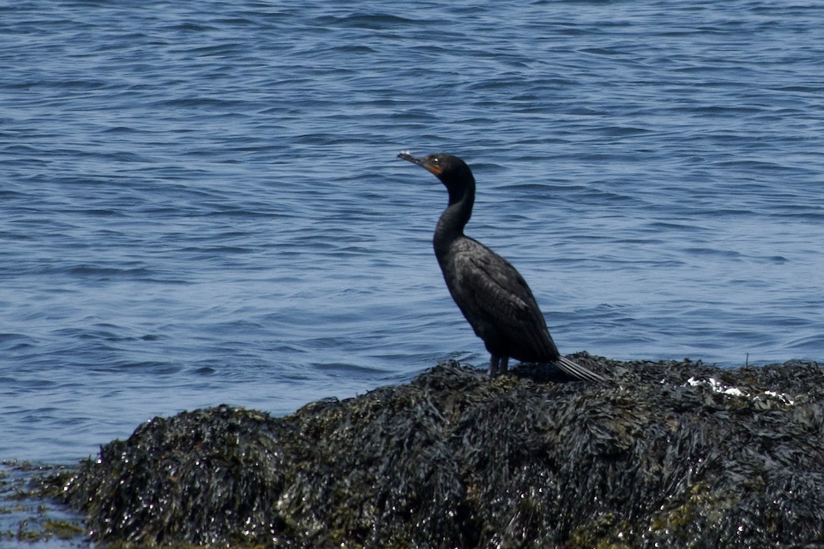 Double-crested Cormorant - ML640558276