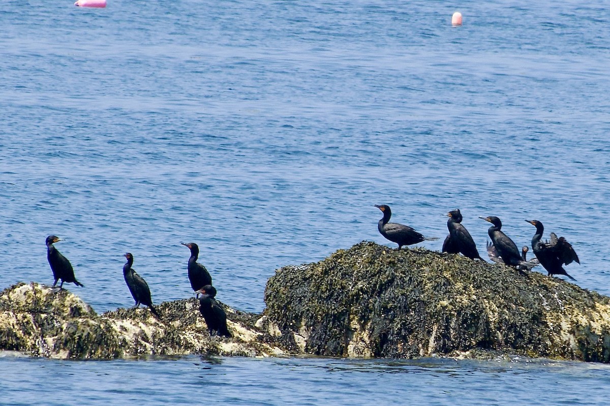 Double-crested Cormorant - ML640558277