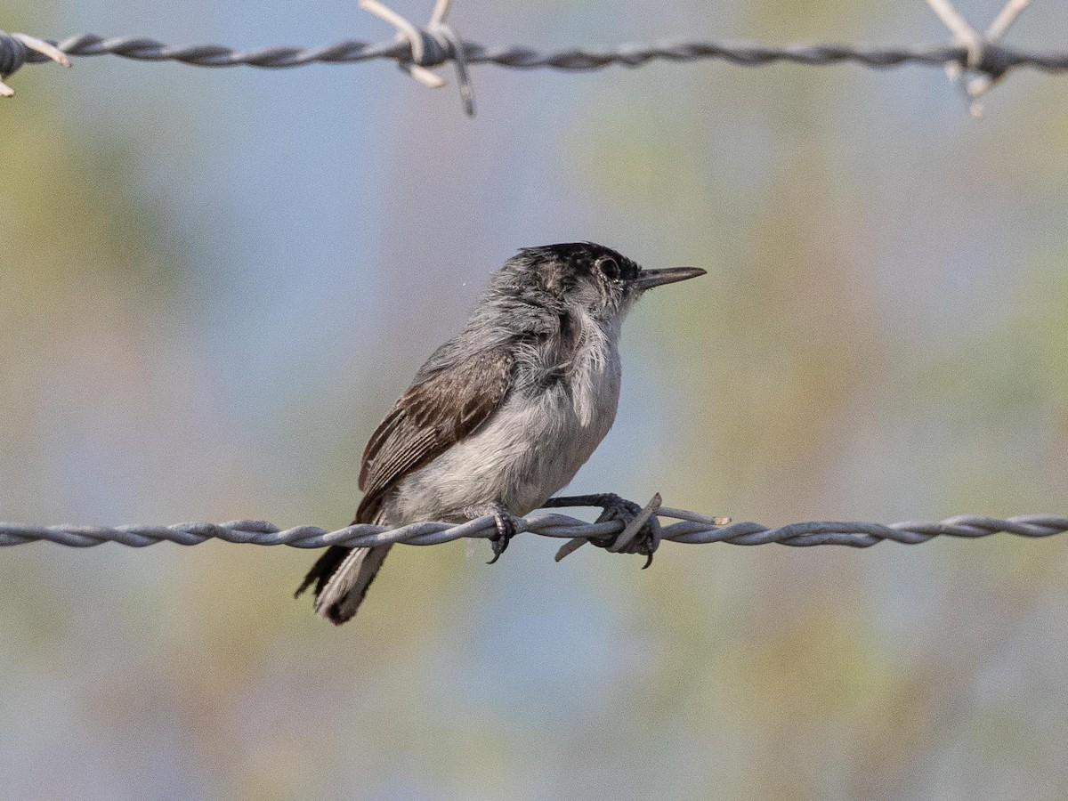 Black-capped Gnatcatcher - ML640558283
