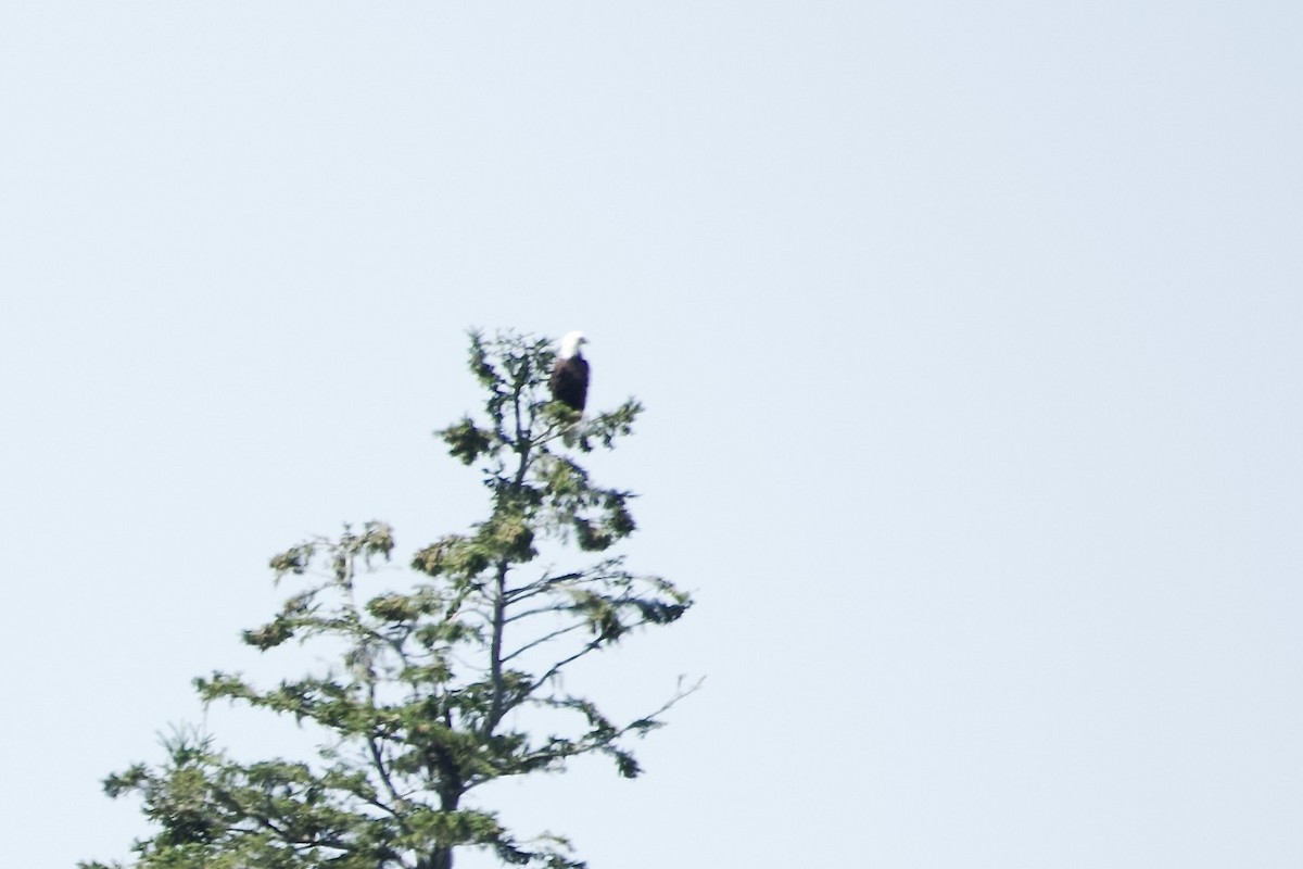 Bald Eagle - ML640558306