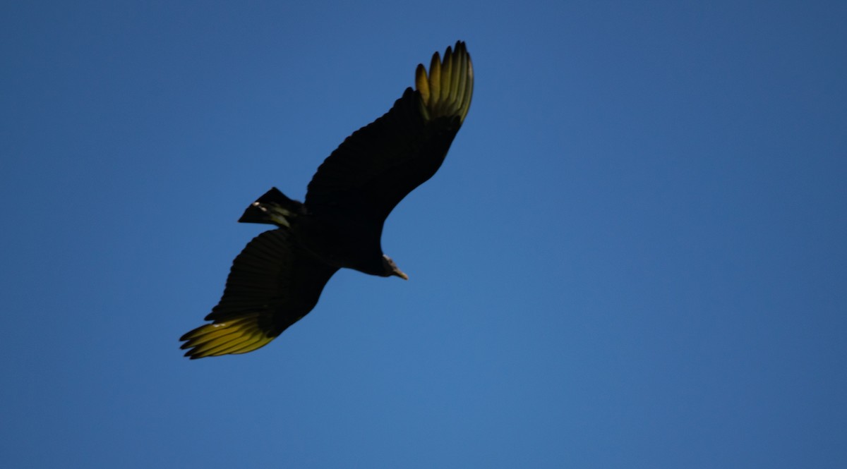 Black Vulture - ML640558316