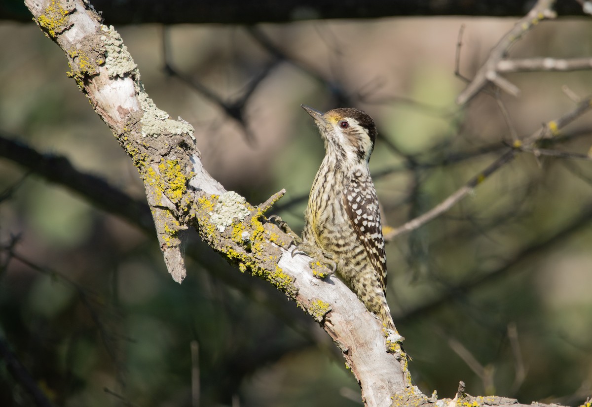 Striped Woodpecker - ML640558325