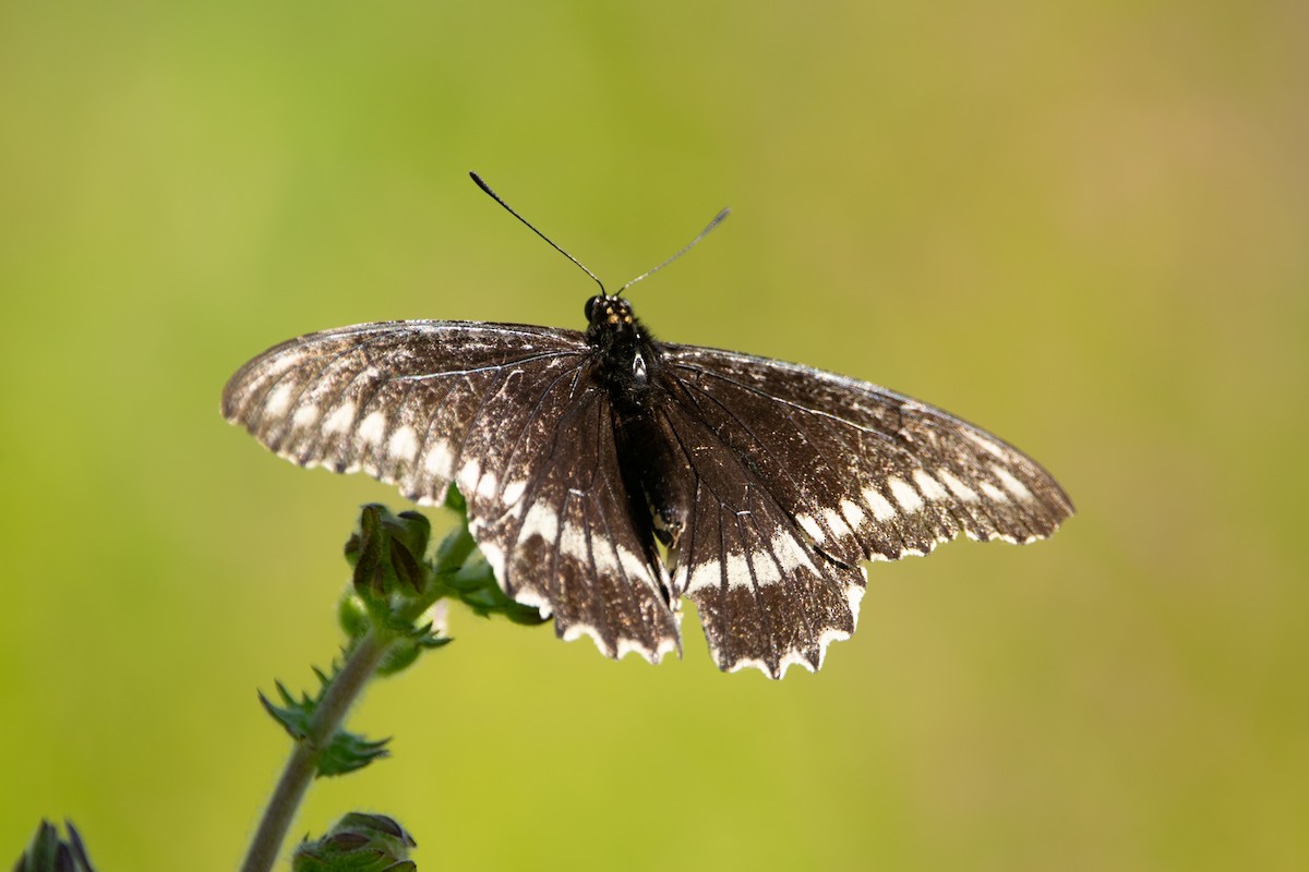 Polydamas Swallowtail - ML640558346