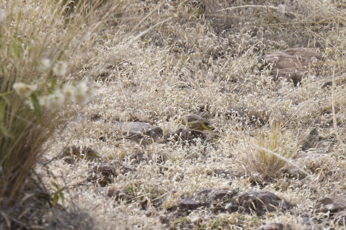 Greenish Yellow-Finch - ML640558432