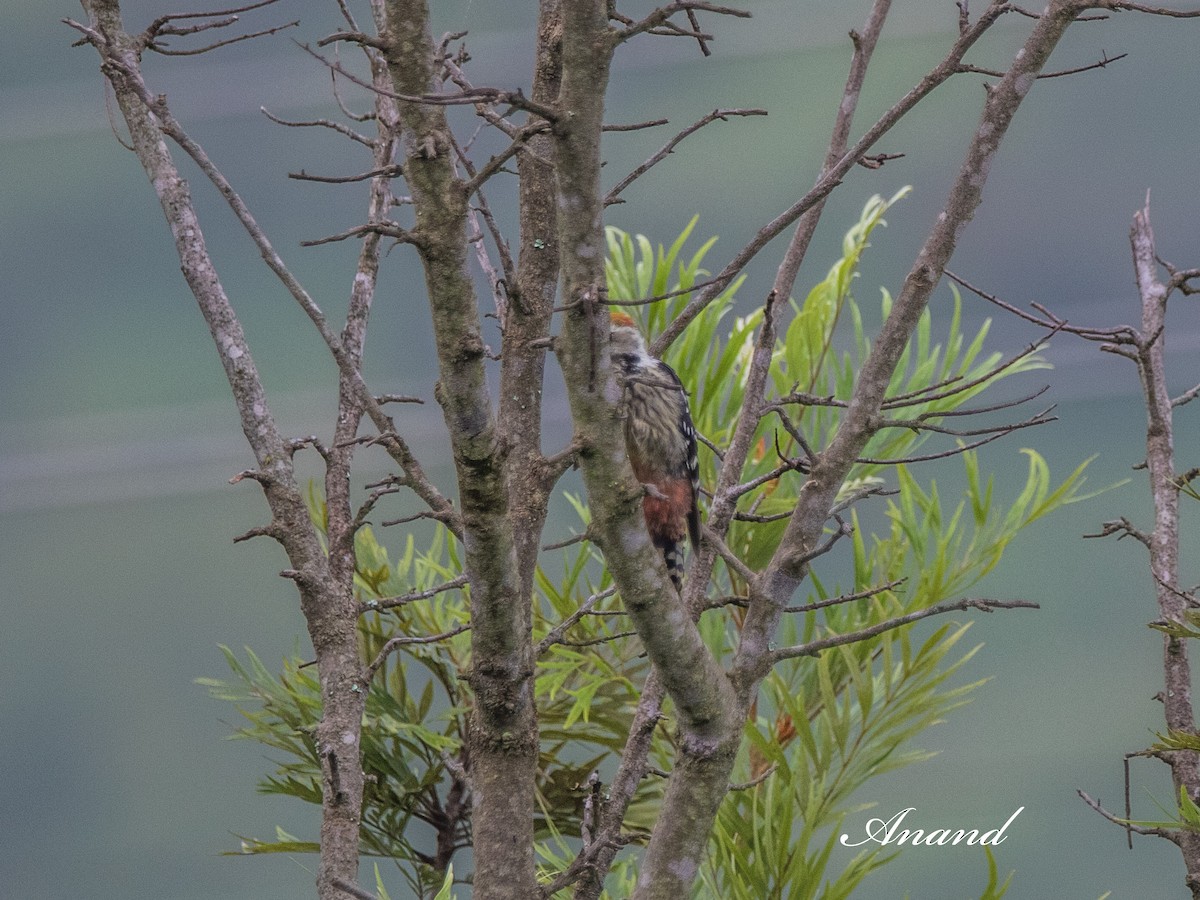 Brown-fronted Woodpecker - ML640558515