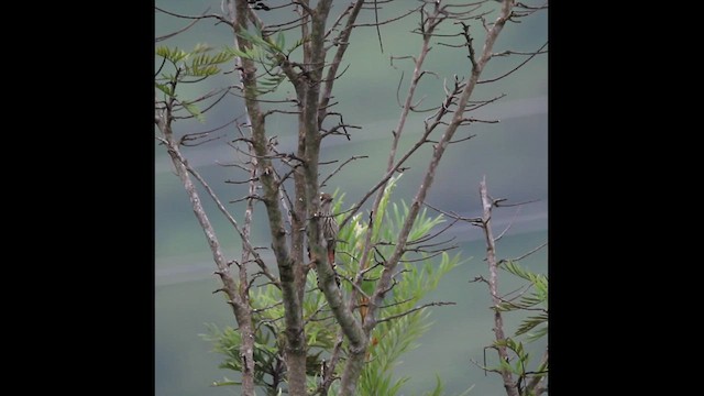 Brown-fronted Woodpecker - ML640558547