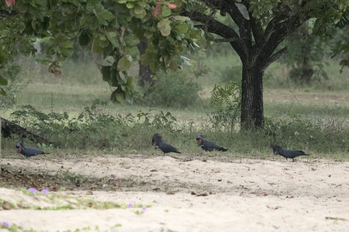 Cacatúa Enlutada - ML640558602