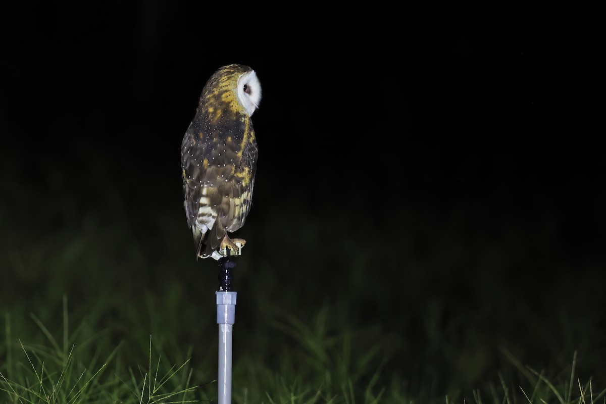 Australasian Grass-Owl - ML640558606
