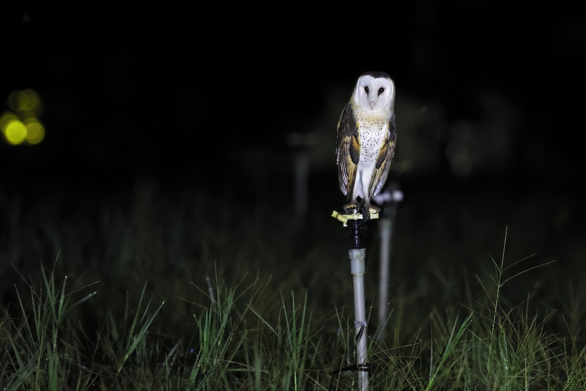 Australasian Grass-Owl - ML640558607
