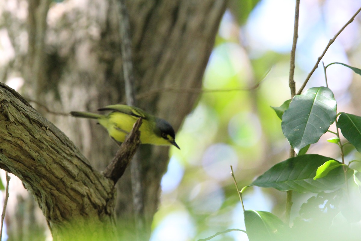 Gray-headed Tody-Flycatcher - ML640558692