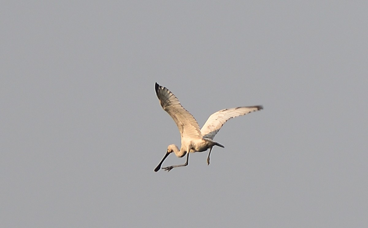 Eurasian Spoonbill - ML640558729
