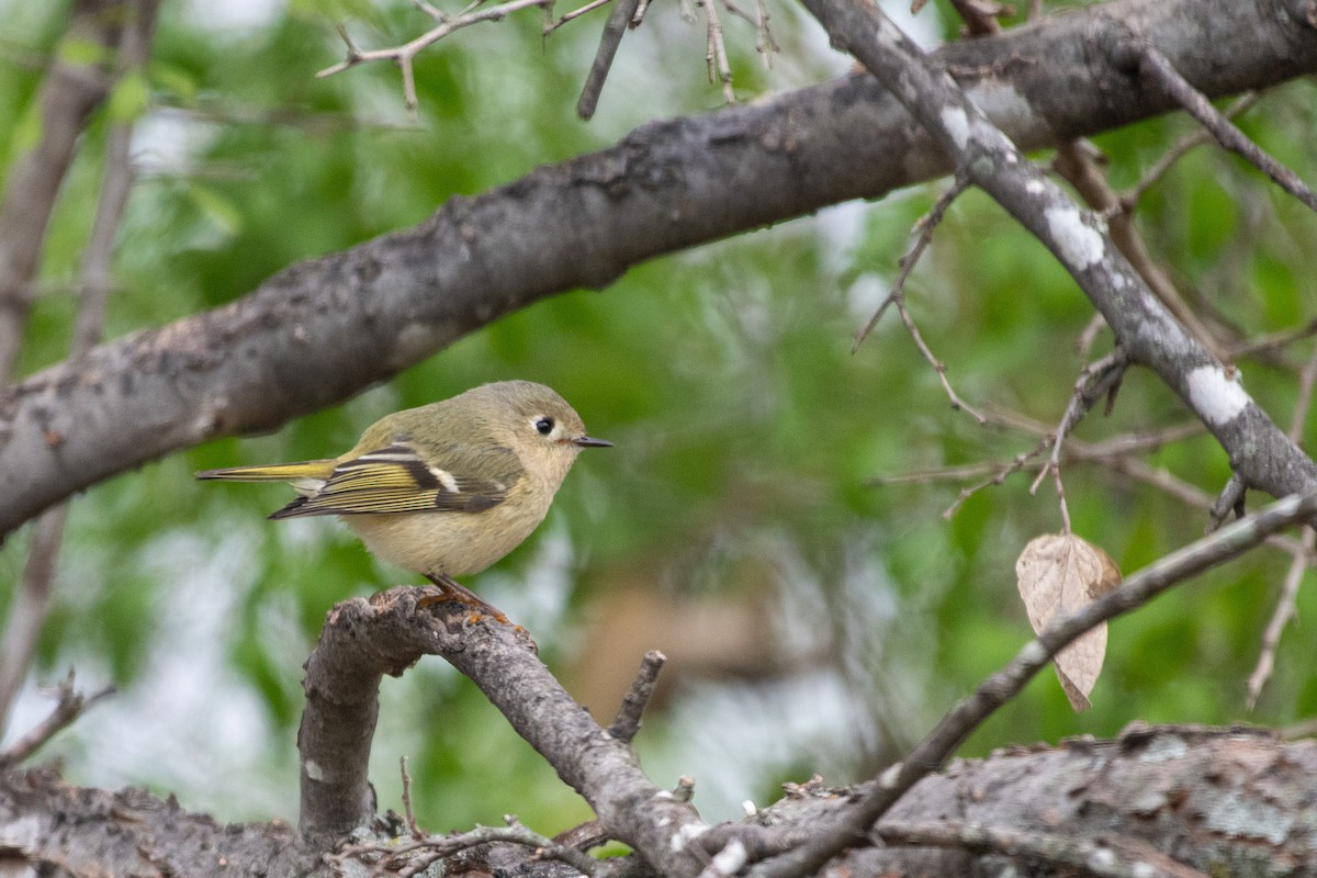 Ruby-crowned Kinglet - ML640558749