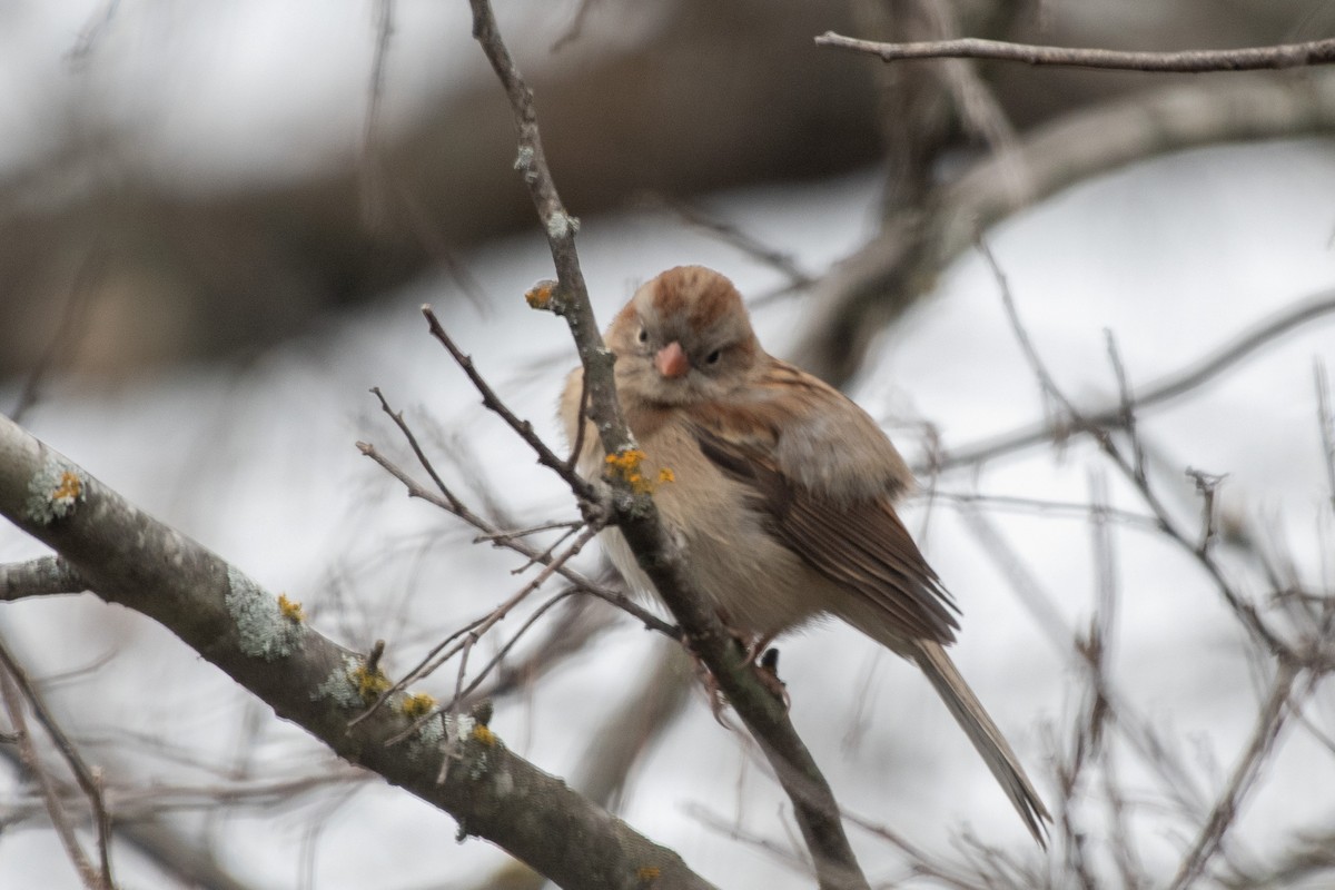Field Sparrow - ML640558752