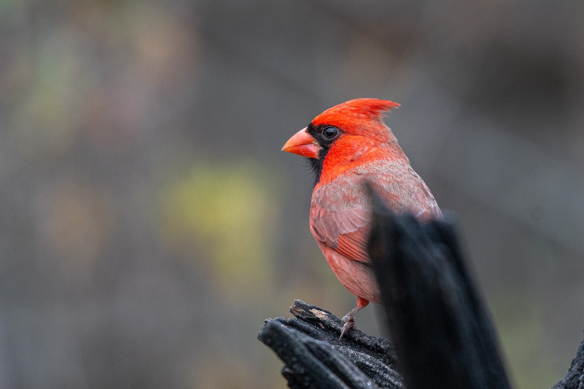 Northern Cardinal - ML640558756