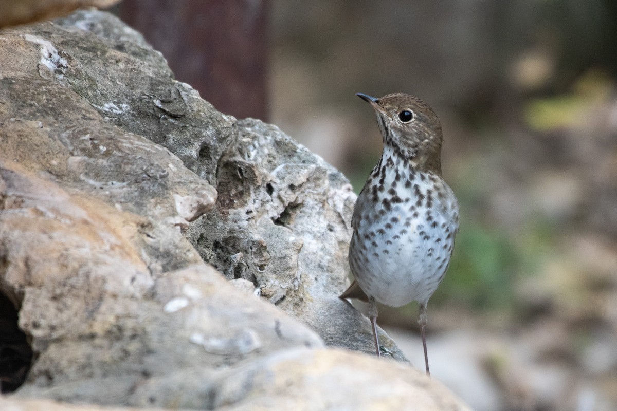 Hermit Thrush - ML640558762