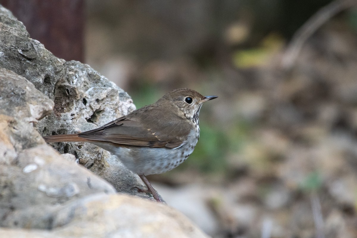 Hermit Thrush - ML640558763